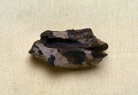 藏品(鹿角)的圖片